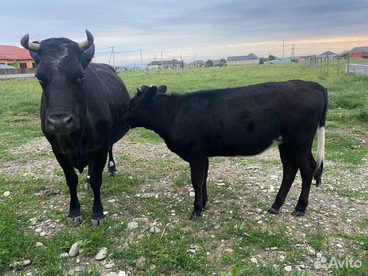 Корова дойная