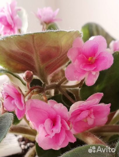 Фиалка цветущая розовая