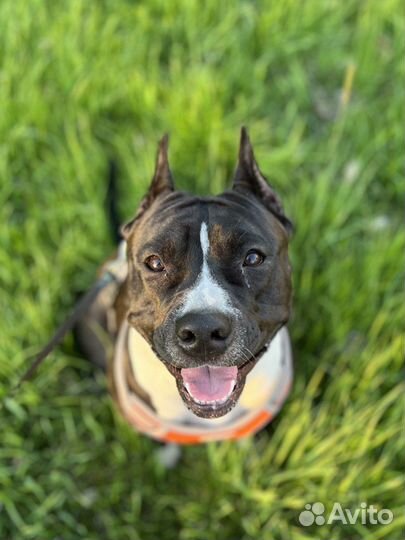 Vip Индивидуальная Передержка собаки