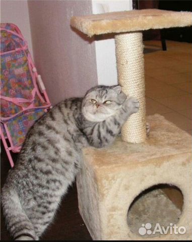 Кот с когтеточкой мем