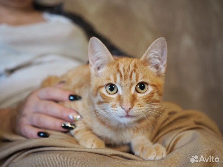 Котики