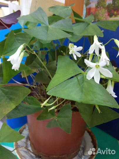 Комнатные цветы Кислица