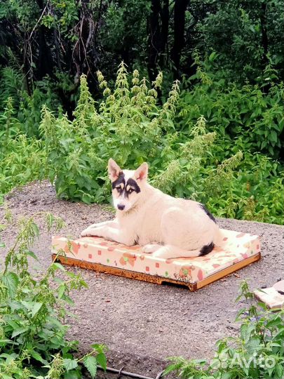 Отдам в добрые руки