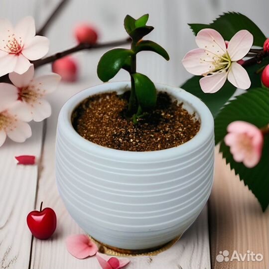 Денежное дерево - полезная толстянка, крассула