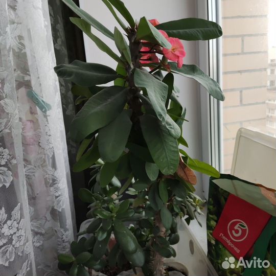 Молочай цветущий