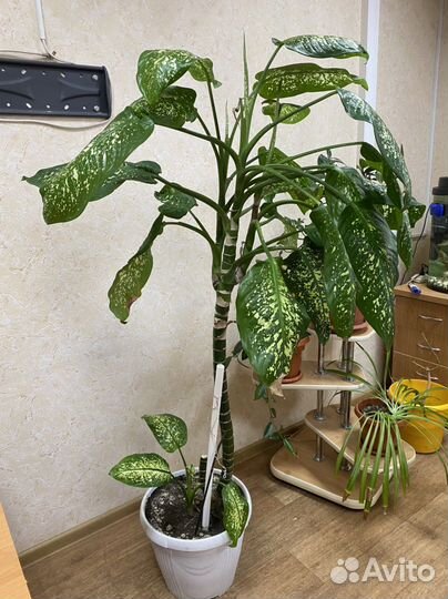 Диффенбахия