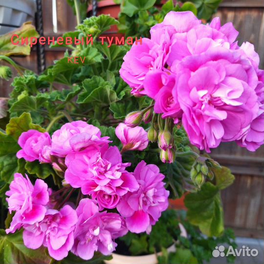 Пеларгонии