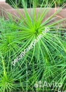 Закрытая система зкс сосна ель обыкновенная окс