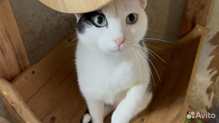 Кот ищет любящих хозяев