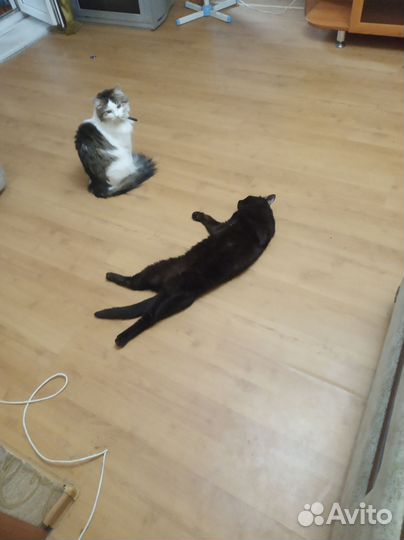 Отдам котов в добрые руки