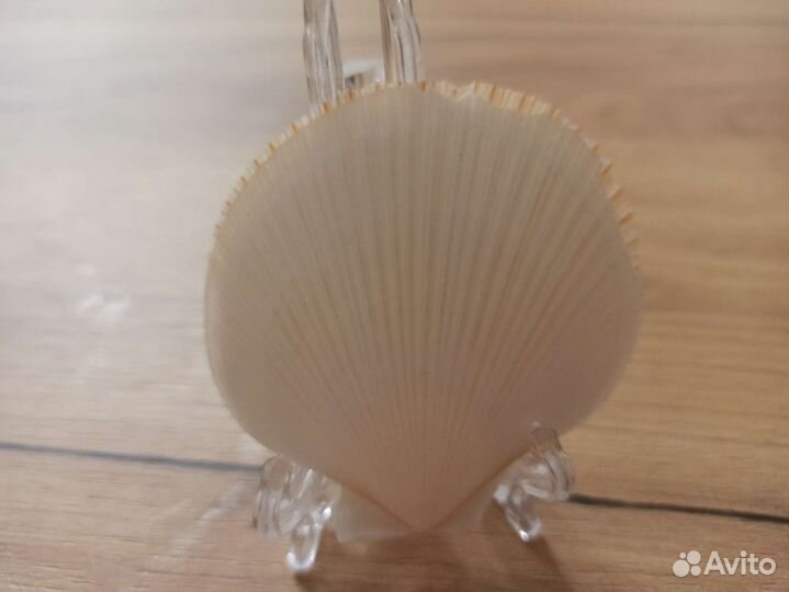 Морская раковина