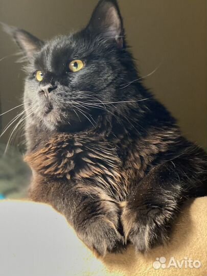 Кот Мейн-кун на вязку