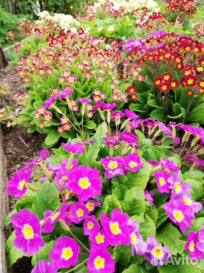 Примула полиантовая, мелкозубчатая,саженцы