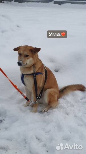 Домашняя Ума мерзнет в приюте