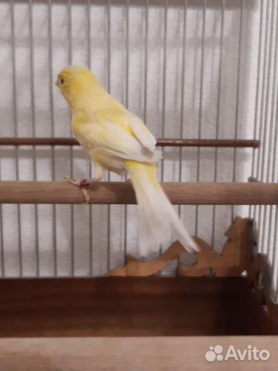 Канарейка породы Роллер