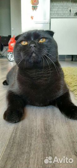 Шотландский вислоухий кот для вязки