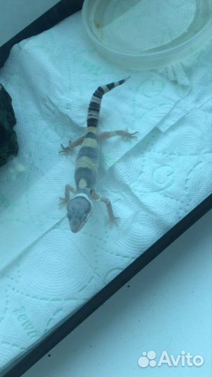 Геккон эублефар