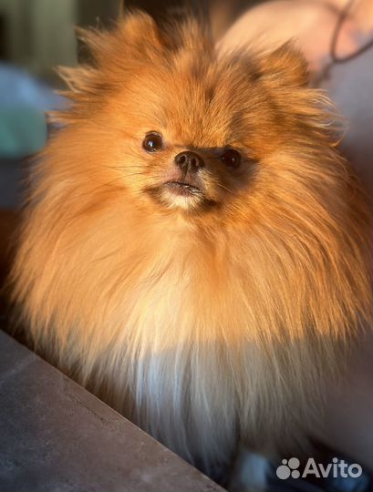 Вязка Шпиц мини мальчик