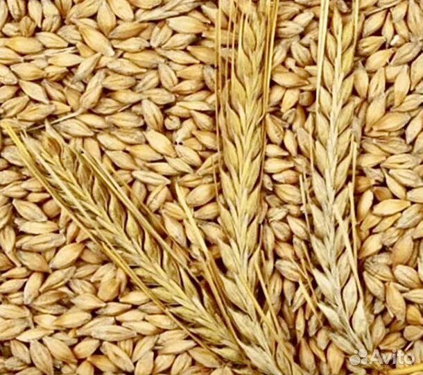 Ячмень 2023