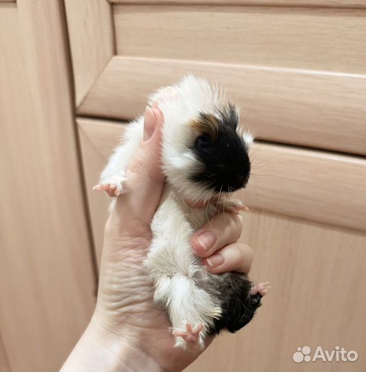 Морская свинка