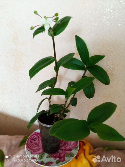 Традесканция, Строманта триколор, фуксия