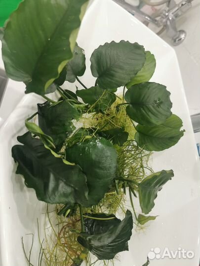 Анубиас растение для аквариума