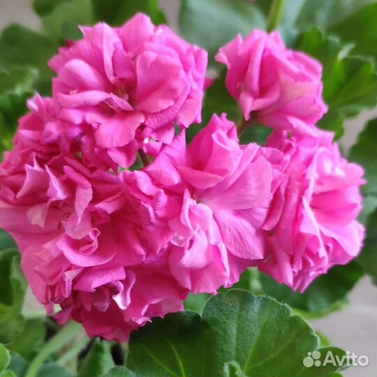 Пеларгонии цветы для дома и сада