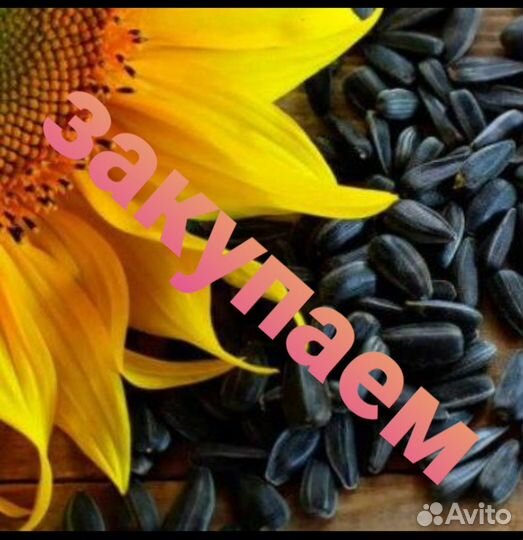 Подсолнечник сортовой масленичный и мелкая спк