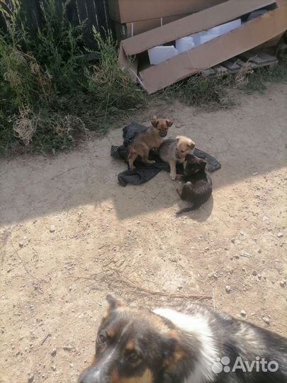 Отдам в добрые руки, щенков лайки