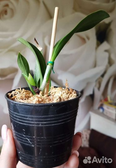 Орхидея каттлея, Фаленопсис