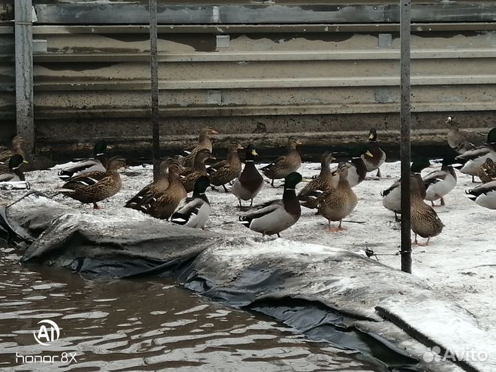Подсадной селезень утки кряква