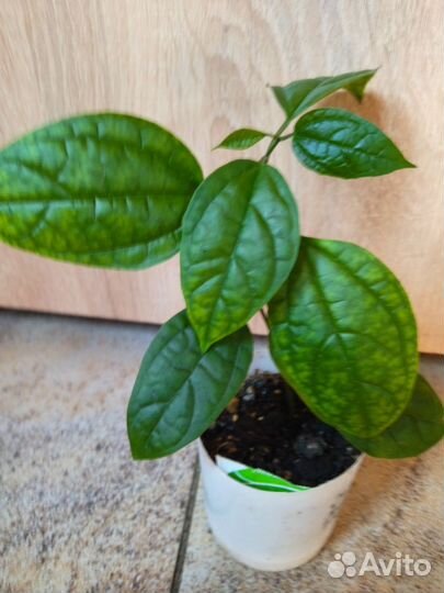 Клеродендрум филиппинский