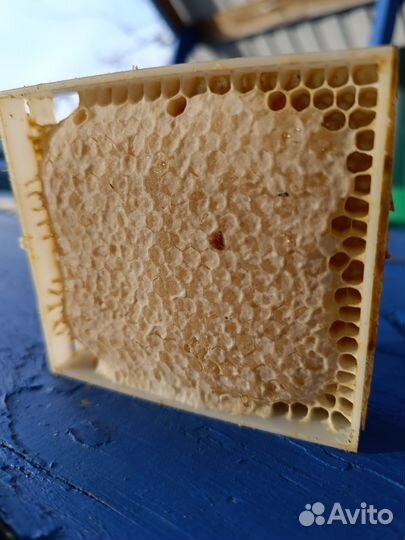 Мëд Урожай 2023