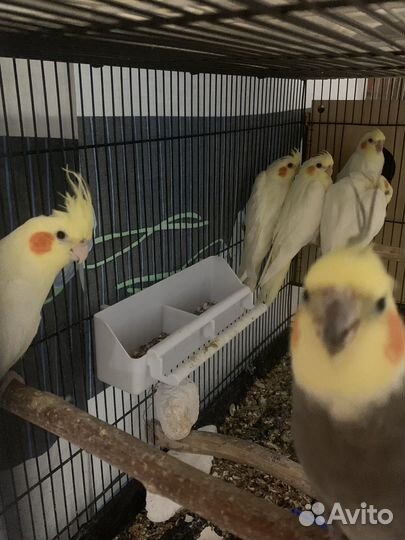 Птенцы попугая корелла 2 месяца