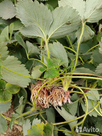 Рассада клубники Клери