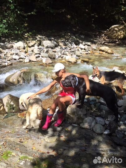 Передержка для собак