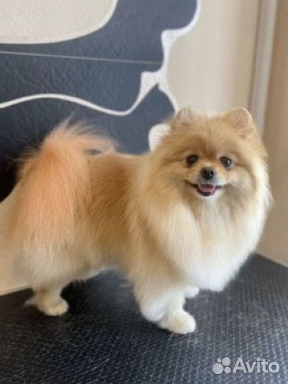 Померанский шпиц