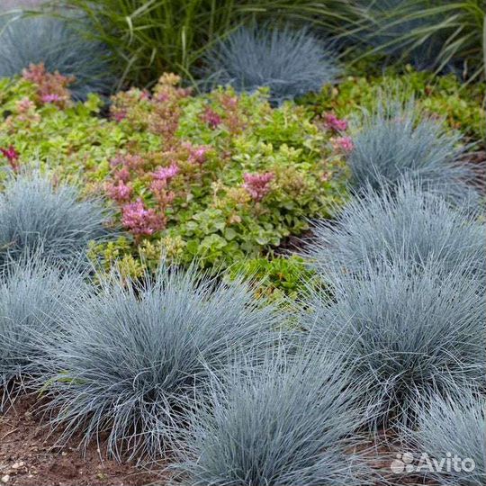 Овсяница сизая