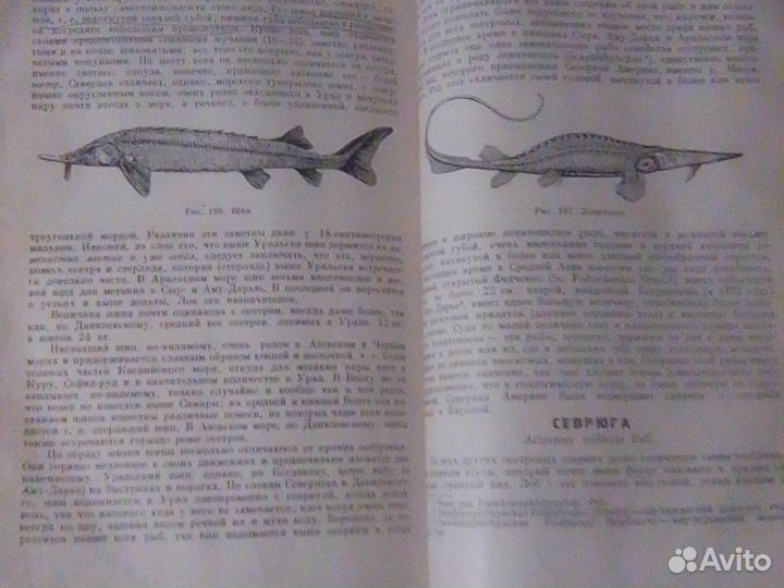 Жизнь и ловля пресноводных рыб издана в1960г. авто