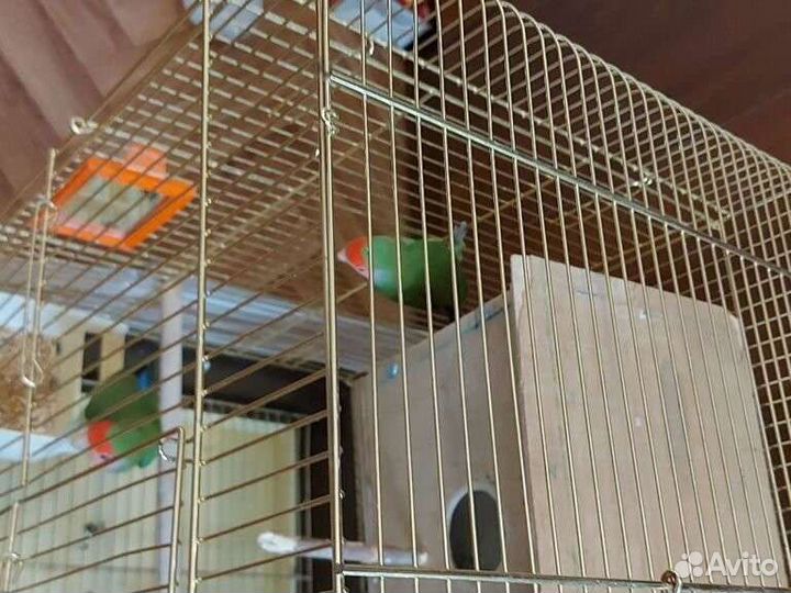 Клетка для попугая