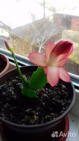 Цветок декабрист