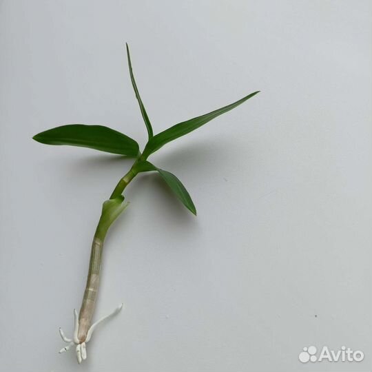 Орхидея дендробиум