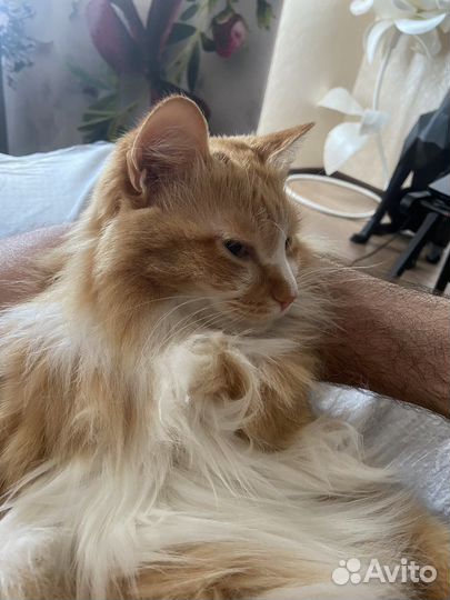 Передержка Ваших любимцев