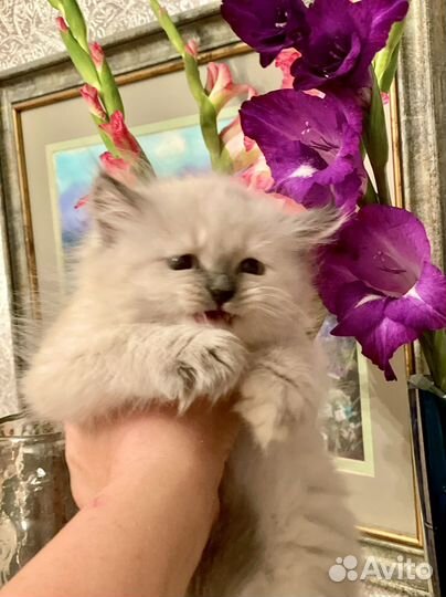 Невская маскарадная