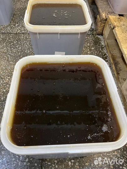 Мёд свежий оптом. дягиль качка 2023г