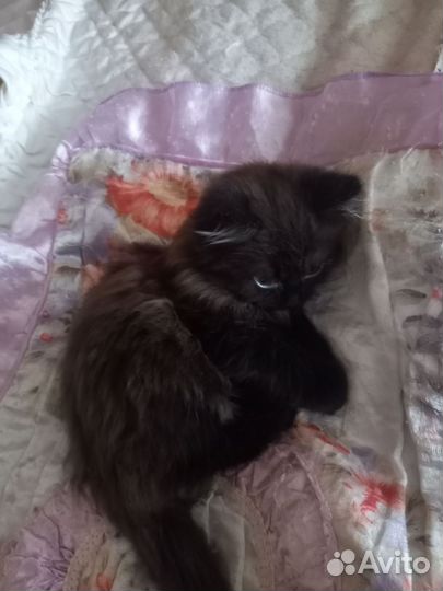 Котёнка в добрые руки