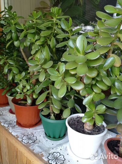 Комнатные растения