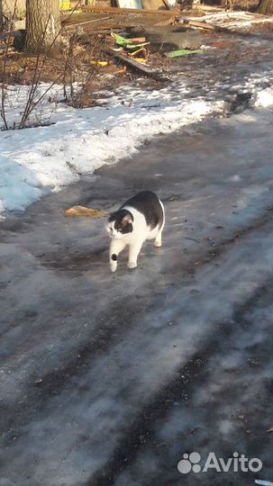 Отдам шикарного котика в хорошие руки