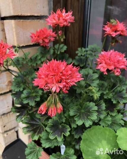 Пеларгония-стеллар бронз баттерфляй, Red Pandora