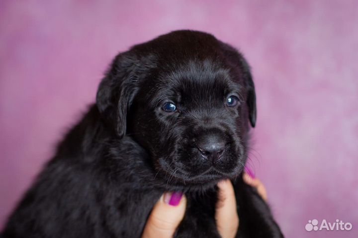 Щенки лабрадора